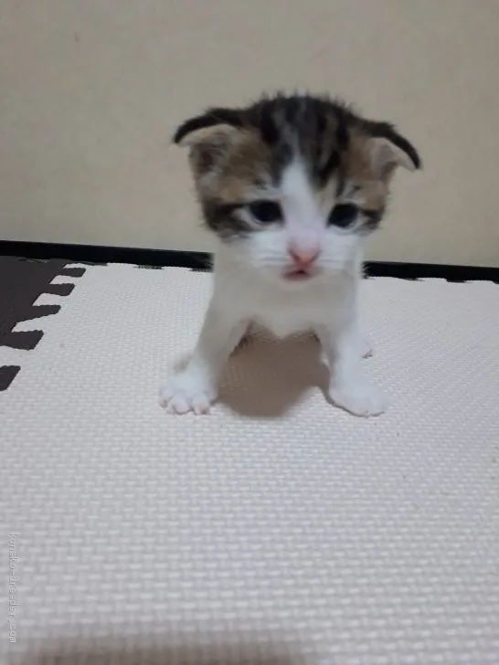ID:1912-00851の子猫