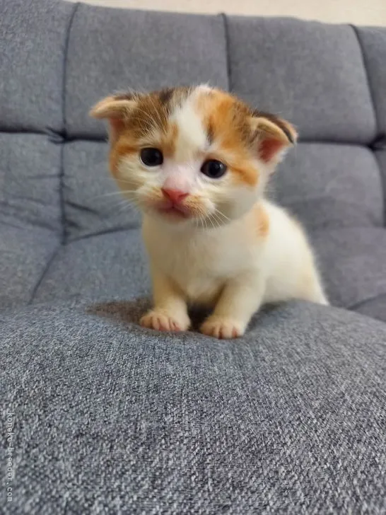 ID：2109-01830の子猫