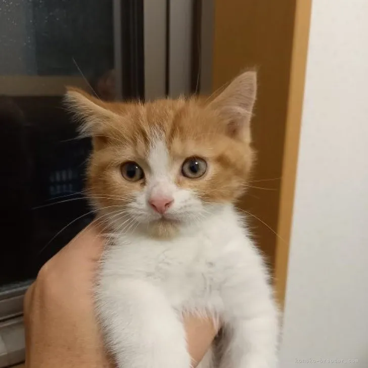 ID：2305-01235の子猫