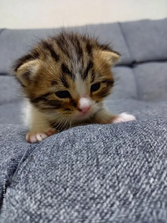 ID：2203-00922の子猫