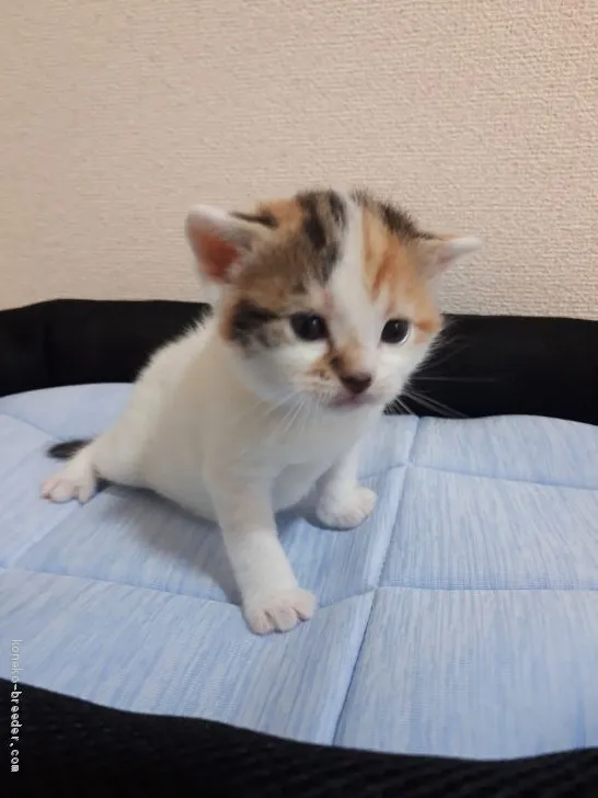 ID：2005-01713の子猫