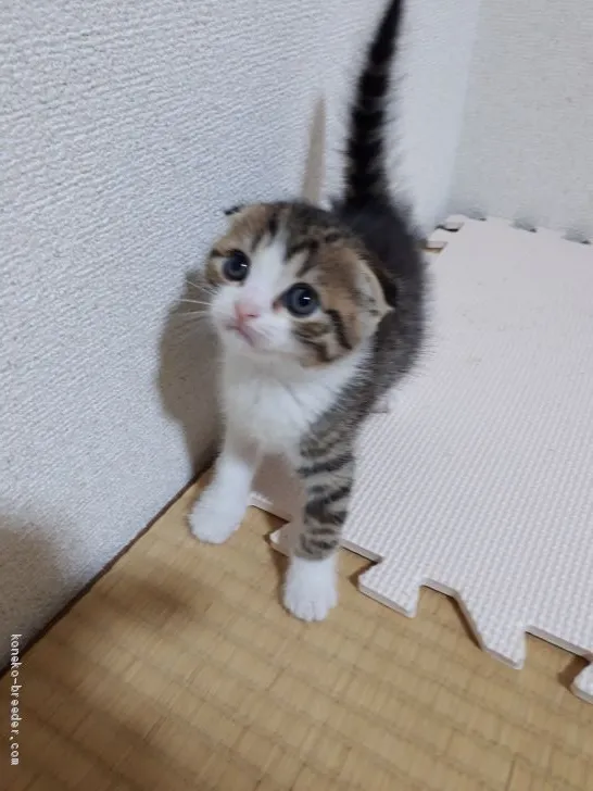 ID：2002-00144の子猫