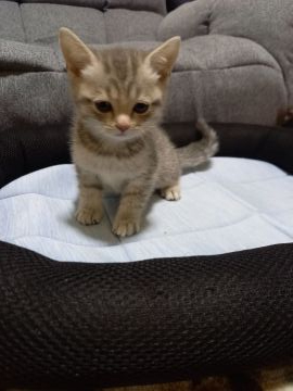 スコティッシュフォールド(立ち耳)【三重県・女の子・2021年1月23日・ブルーマッカレルタビー】の写真「3月22日までの販売になります‼️」