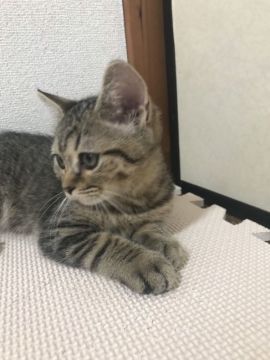 スコティッシュフォールド(立ち耳)【三重県・男の子・2019年5月25日・ブラウンタビー(立ち耳)】の写真「今月末までの販売‼️」