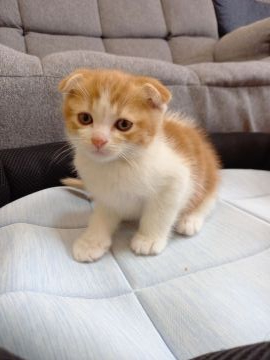 スコティッシュフォールド(折れ耳)【三重県・男の子・2021年1月23日・レッドタビー&ホワイト】の写真「可愛いお顔の男の子♂」