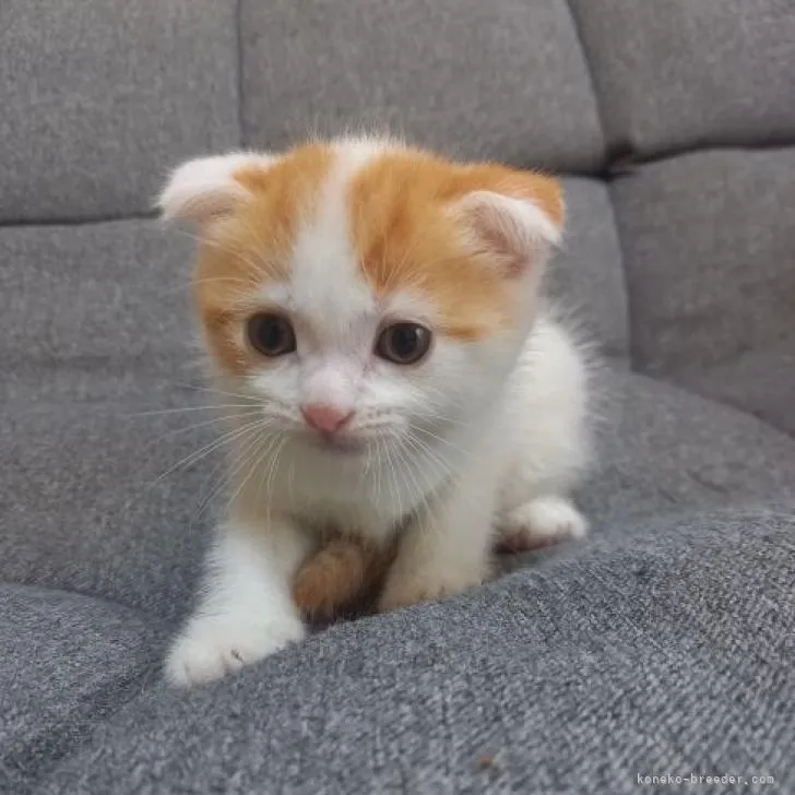 K.K 様のお迎えした子猫