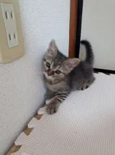 スコティッシュフォールド(立ち耳)【三重県・男の子・2019年5月25日・ブラウンタビー(立ち耳)】の写真5