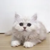 ミヌエット(短足)