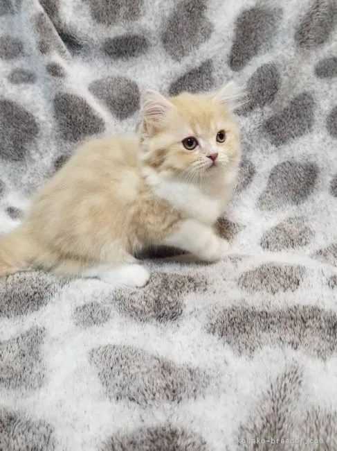 ID：2111-00428の子猫