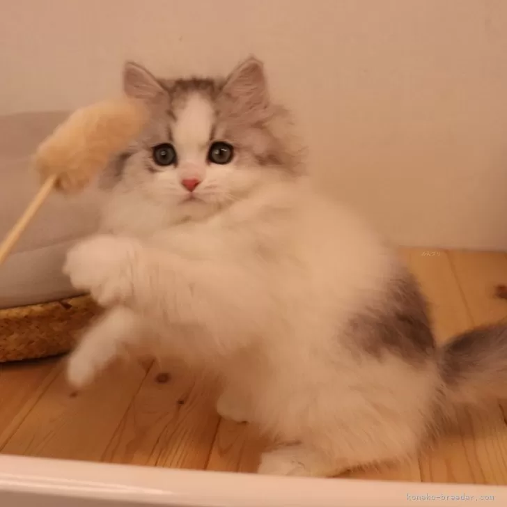 ID：2402-01788の子猫