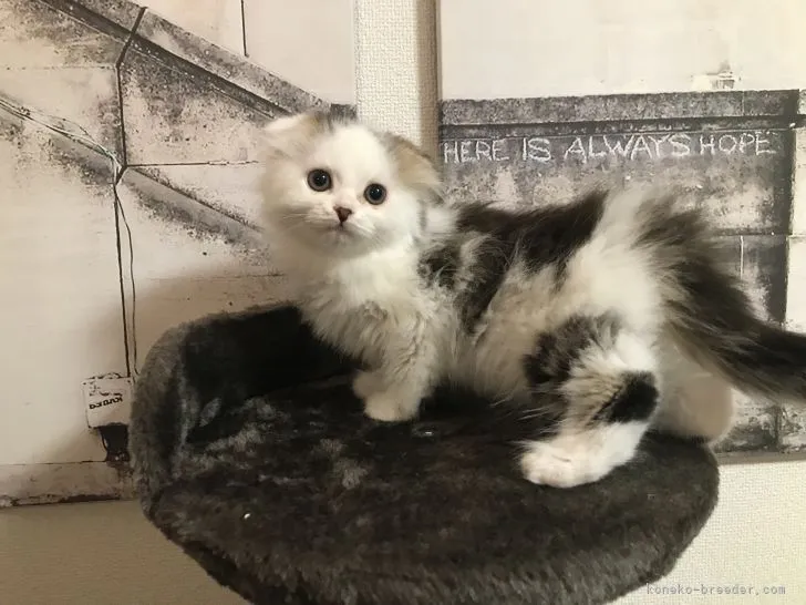 ID：2106-02782の子猫