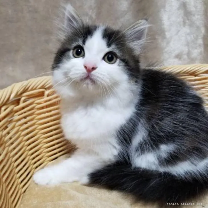 ID:2209-02134の子猫