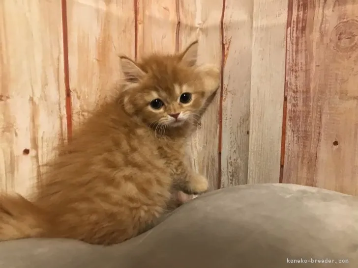 h.m 様のお迎えした子猫