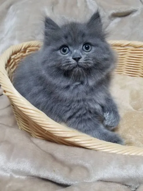 ID:2106-00281の子猫