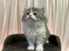 スコティッシュフォールド(立ち耳)【千葉県・女の子・2021年8月24日・ブルータビー&ホワイト】の写真1「11/18撮影」