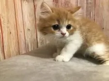 ラガマフィン【千葉県・女の子・2021年4月15日・レッドタビー&ホワイト】の写真1「6/2撮影」