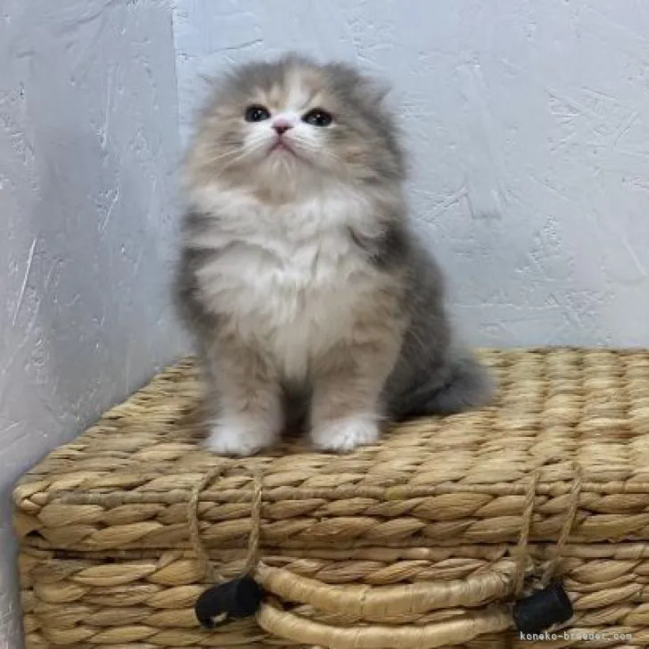 ID:2206-00916の子猫