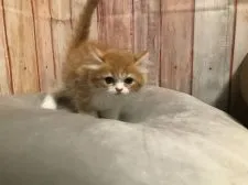 ラガマフィン【千葉県・女の子・2021年4月15日・レッドタビー&ホワイト】の写真3「6/2撮影」