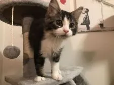 スコティッシュフォールド(立ち耳)【千葉県・男の子・2021年3月10日・ブラウンタビー&ホワイト】の写真4「6/21撮影」