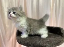 スコティッシュフォールド(立ち耳)【千葉県・女の子・2021年8月24日・ブルータビー&ホワイト】の写真5「11/18撮影」