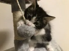 スコティッシュフォールド(立ち耳)【千葉県・男の子・2021年3月10日・ブラウンタビー&ホワイト】の写真5「5/19撮影」