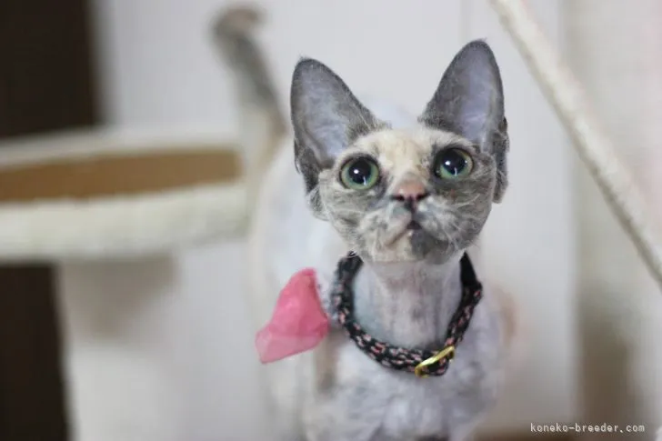 ID：2110-01582の子猫