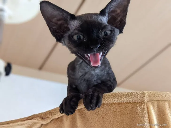 ID：2102-01563の子猫