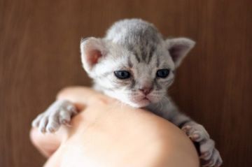 デボンレックス【福岡県・男の子・2021年2月22日・タビー（巻毛シングルコート）】の写真「イケメン」