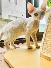 デボンレックス【福岡県・男の子・2020年2月14日・ホワイト&クリームタビー（巻毛シングルコート）】の写真「ブルーの瞳の甘えん坊くん」