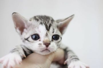 デボンレックス【福岡県・男の子・2021年9月14日・タビー（巻毛シングルコート）】の写真「可愛すぎるデボンレックスくん(#^^#)」