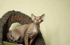 デボンレックス【・女の子・2023年5月2日・CHOCOLATE MACKEREL TABBY】