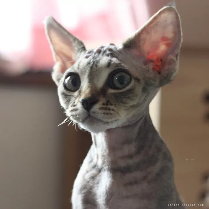 ID:2508-01594の子猫