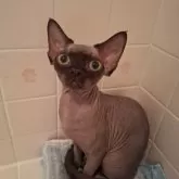 デボンレックス