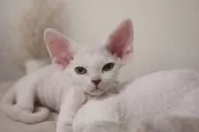 デボンレックス【福岡県・男の子・2025年12月22日・ホワイト系】の写真8