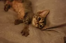 デボンレックス【福岡県・女の子・2025年9月6日・ブラウン クラシック タビー】の写真9