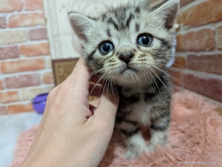 藤井　あすか(ふじい　あすか)ブリーダー(埼玉県・アメリカンショートヘアなど・ICC/ACC/ZCC登録)の紹介写真3