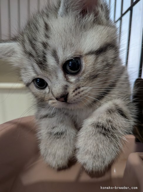 藤井　あすか(ふじい　あすか)ブリーダー(埼玉県・アメリカンショートヘアなど・ICC/ACC/ZCC登録)の紹介写真4