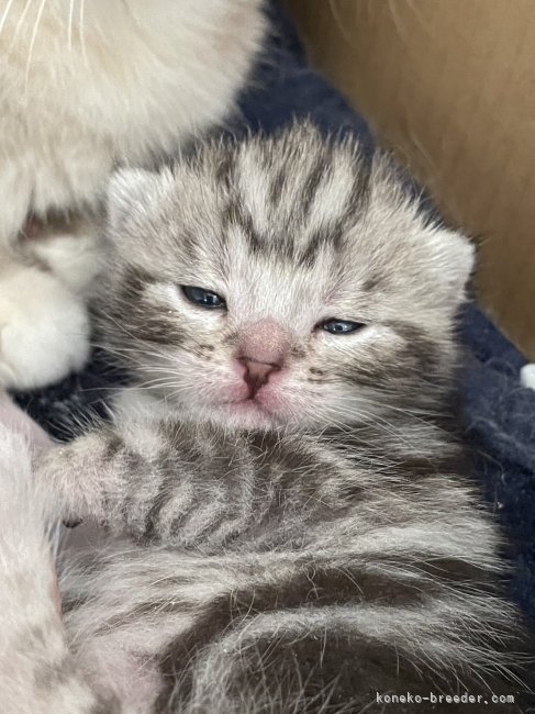 藤井　あすか(ふじい　あすか)ブリーダー(埼玉県・アメリカンショートヘアなど・ICC/ACC/ZCC登録)の紹介写真5