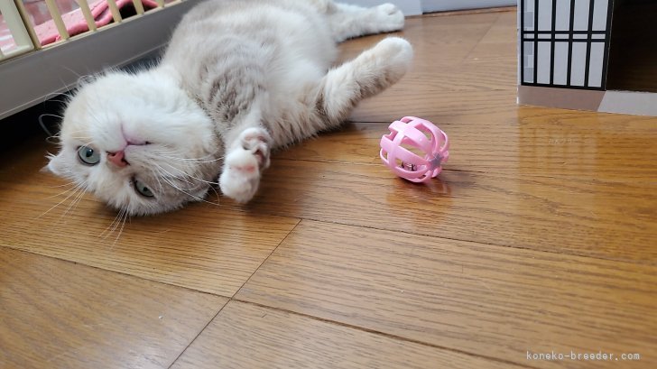 藤井あすかブリーダーのブログ：たまよママのお誕生日のお祝い🎂㊗️