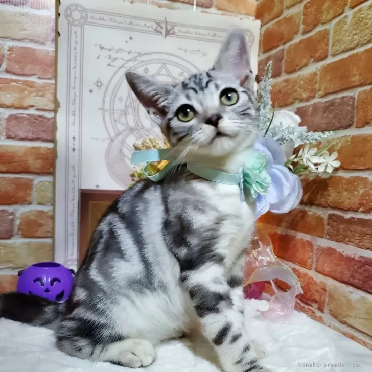 アメリカンショートヘア【埼玉県・男の子・2024年5月24日・シルバータビー】の写真1