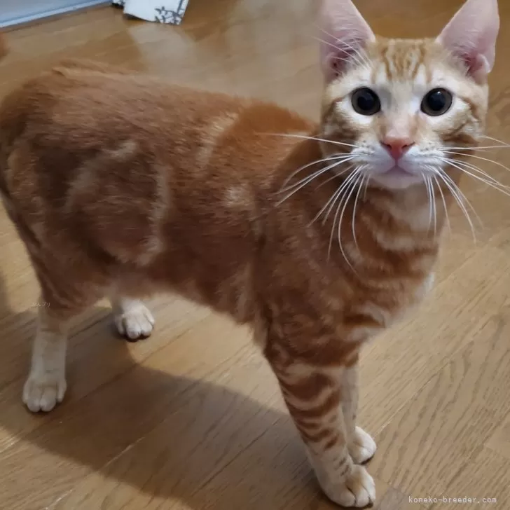 ID：2405-00930の子猫