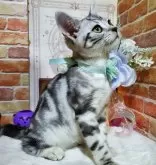 アメリカンショートヘア【埼玉県・男の子・2024年5月24日・シルバータビー】の写真3