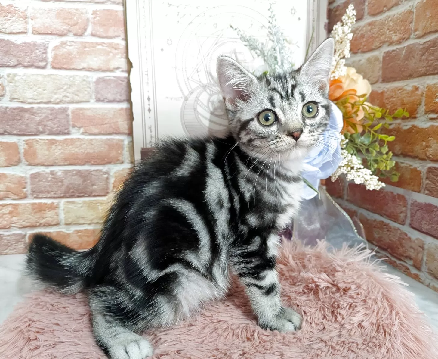 ID：2508-00247の子猫