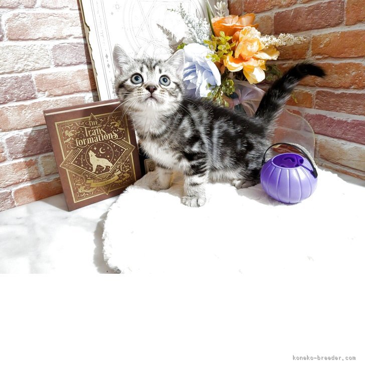 ブリーダー画像