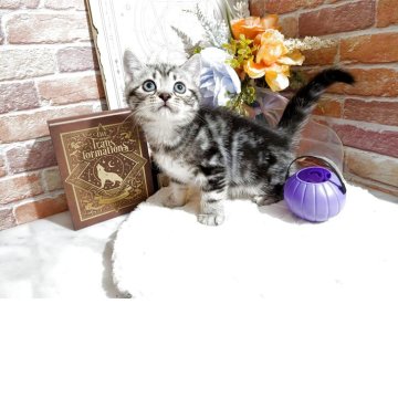 アメリカンショートヘア【埼玉県・男の子・2025年9月6日・シルバータビー（短毛）】の写真「困り顔のとーても可愛い男の子🐱」