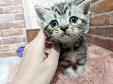 アメリカンショートヘア【埼玉県・男の子・2025年9月6日・シルバータビー】の写真7