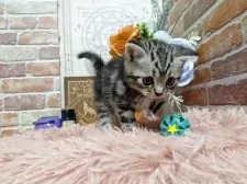 アメリカンショートヘア【埼玉県・男の子・2025年9月6日・シルバータビー】の写真8