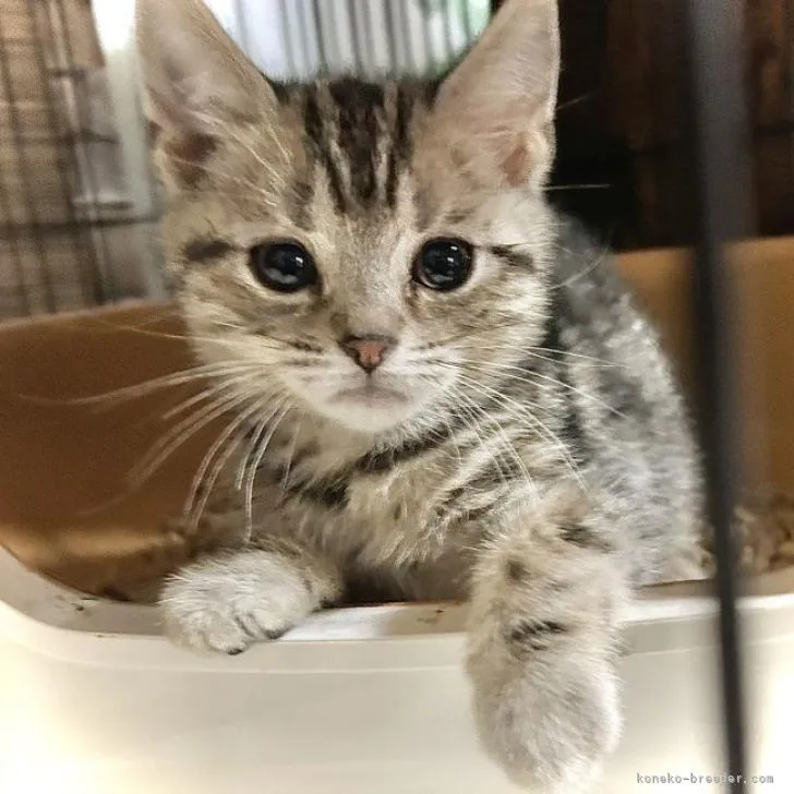ID:2301-00072の子猫