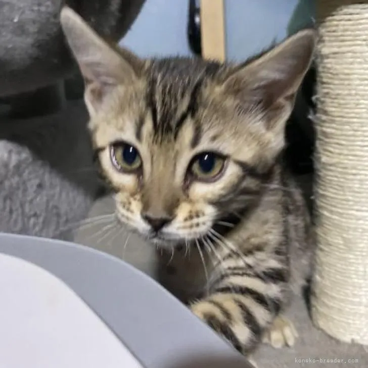 ID:2211-01378の子猫