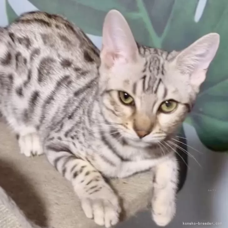 ID:2405-03605の子猫